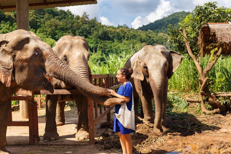 Elefant Camp