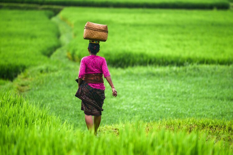 Bali Regenzeit 2024/2025, wann ist Monsun?