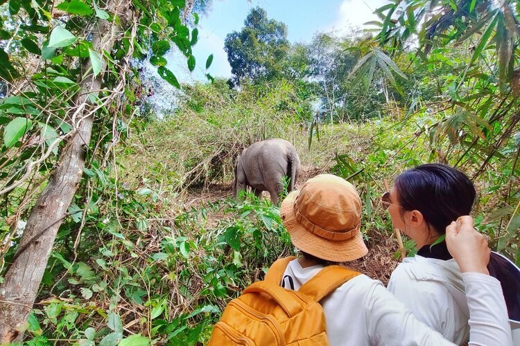 Chiang Mai Elefanten
