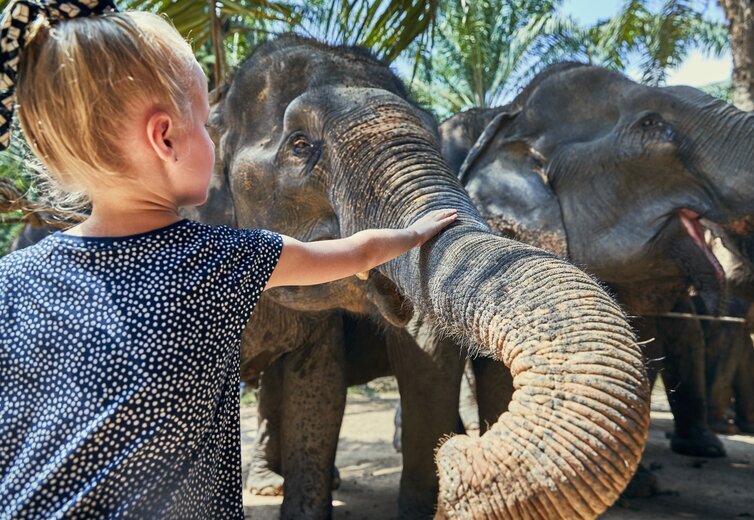 Elephant Sanctuary