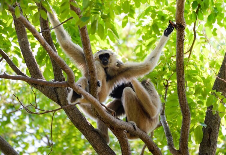 Gibbon