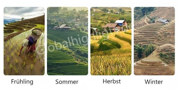 Sapa Reisterrassen beste Zeit